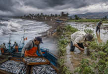 El Niño amenaza la economía de La Libertad: pesca, agro y empleo en riesgo